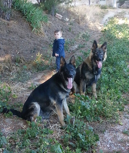 Iko Des Crocs De Montmirail