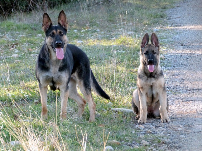 Photo chiots