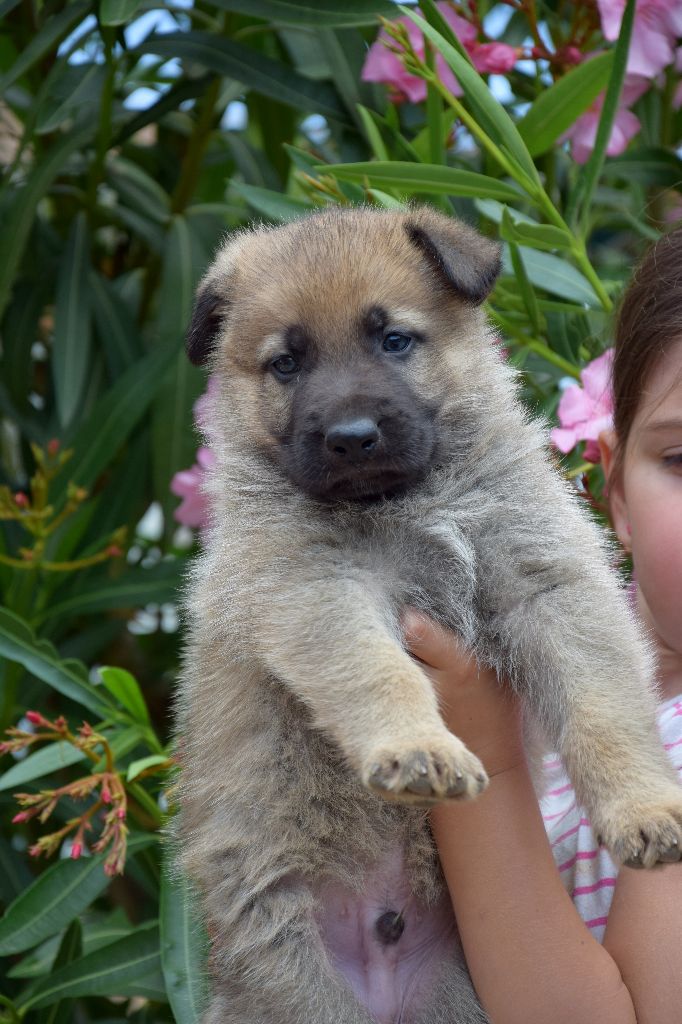 Des Crocs De Montmirail - Berger Allemand - Portée née le 26/04/2018